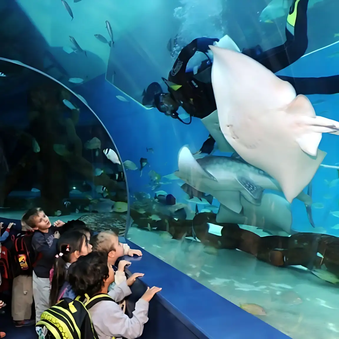 Children watching a diver feed marine life at Dubai Aquarium