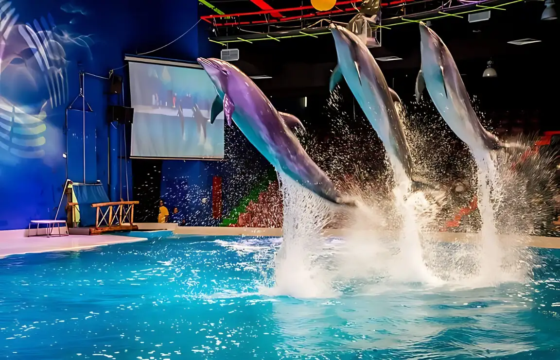 Dolphins jumping above the water during a show at Dubai Dolphinarium