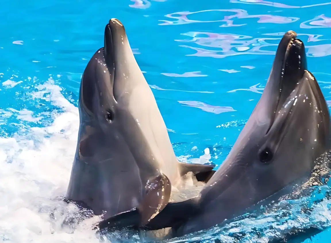 Dolphins playing in the water at Dubai Dolphinarium