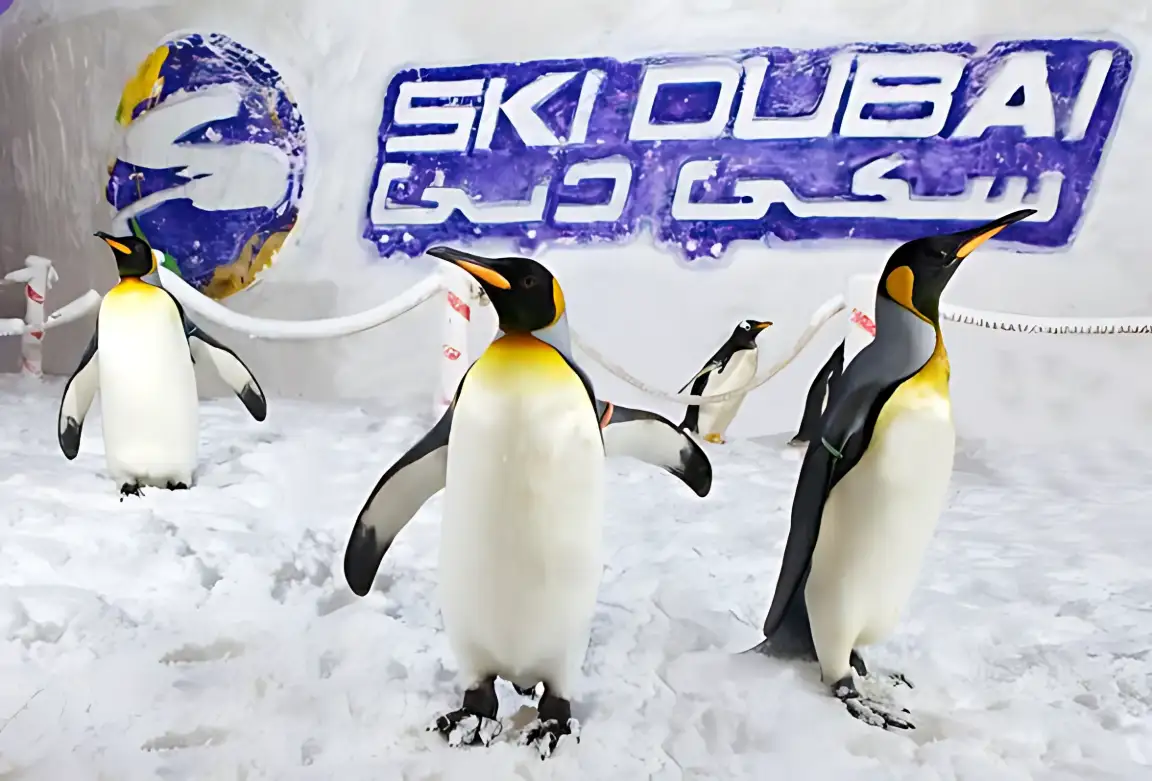 Penguins in the snow park at Ski Dubai